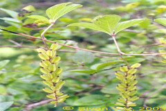 Dioscorea pentaphylla